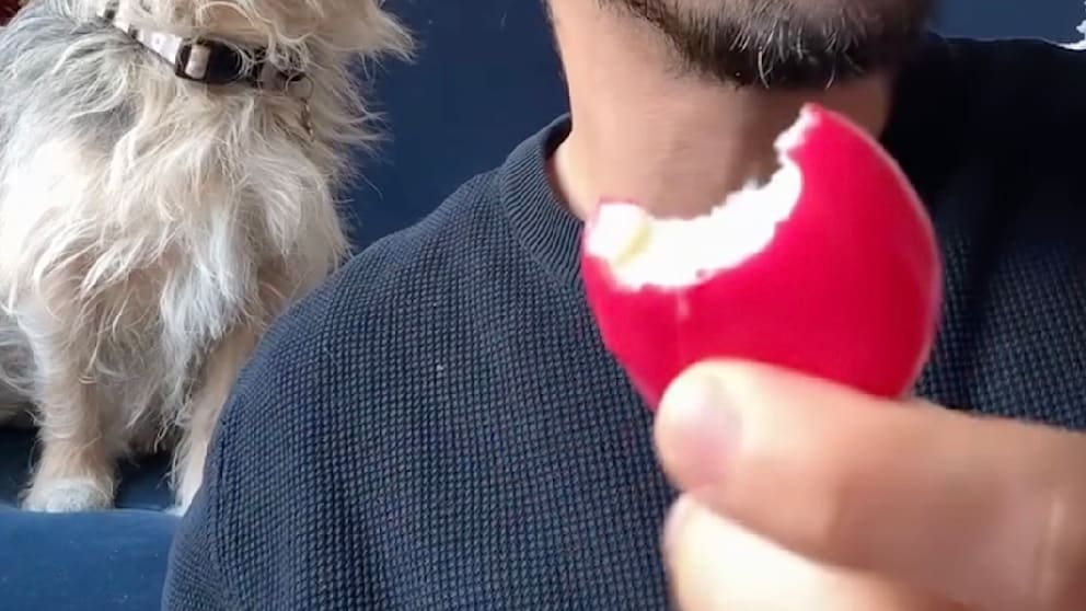 Babybel-Gate: Das Missverständnis beim Käseessen