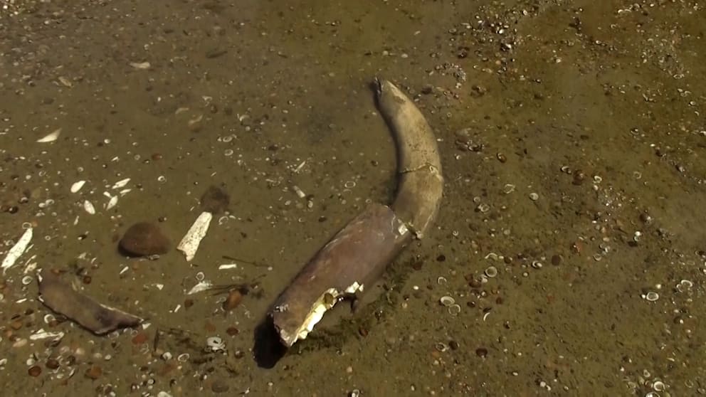 Mammut-Überreste in der Donau gefunden