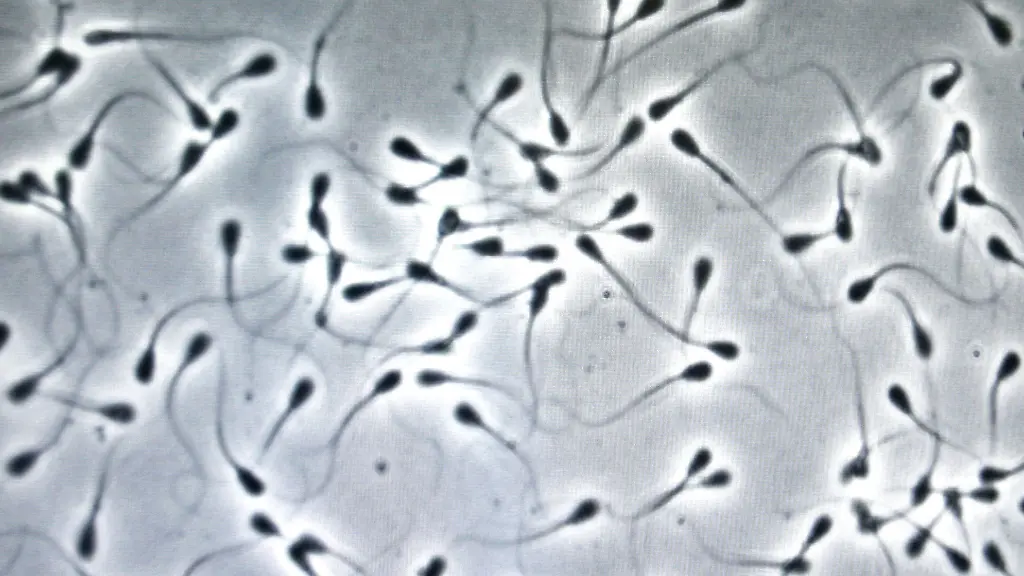 Luftverschmutzung und ihre Folgen für die Spermien-DNA