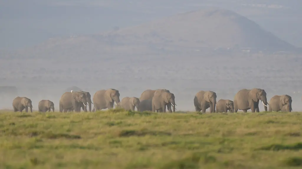 15 Elefanten sterben an vergifteten Tomaten in Kenia