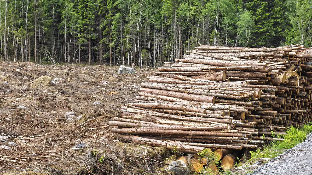Strengere Regeln für Kaffee: EU-Kommission und Waldschutz