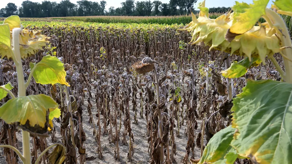 Österreichs Landwirtschaft leidet unter Rekordhitze