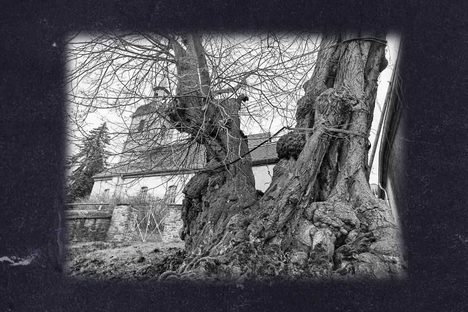 Winterlinde in Großpörthen: Ein Symbol des Wandels