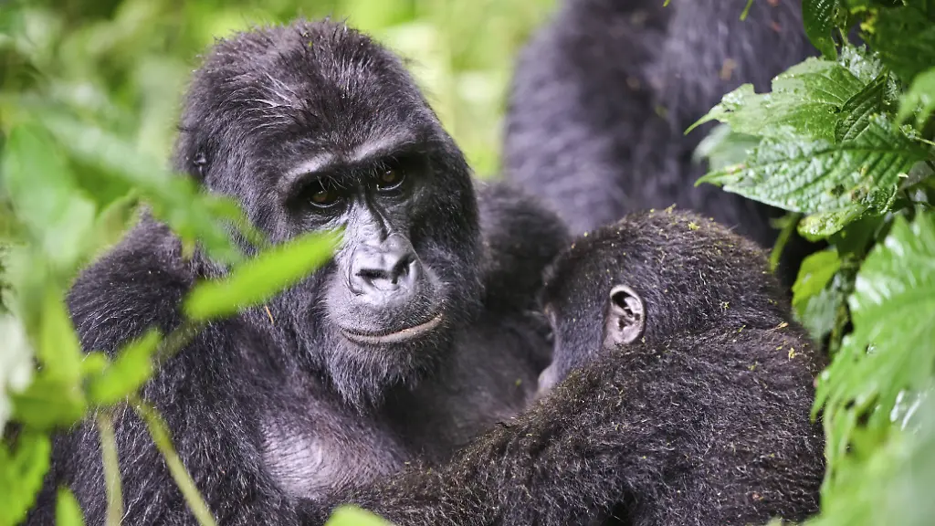Erfolg im Schutz der Berggorillas