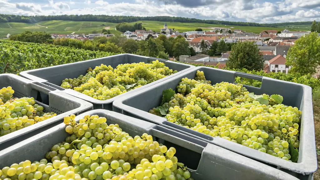 Die Auswirkungen des Klimawandels auf die Champagnerproduktion