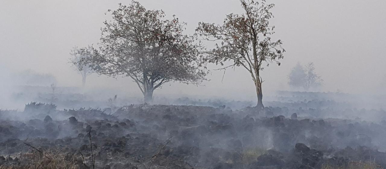 Waldbrände nahe der belgischen Grenze: Ausbreitung und Auswirkungen