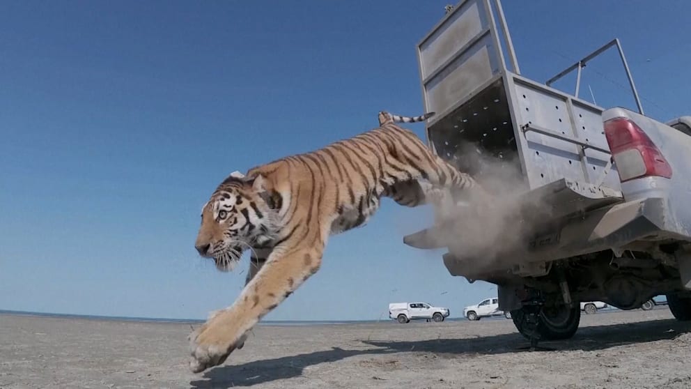 Amur-Tiger in Kasachstan: Wiederbelebung der Population