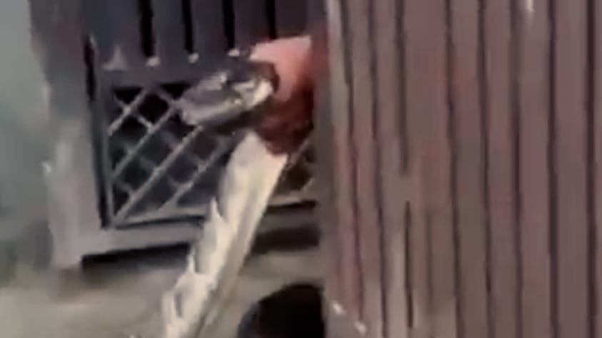 Mann fängt Python in einem indischen Dorf
