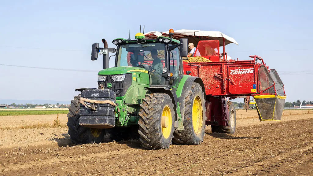 Dürre führt zu schwächerer Kartoffelernte