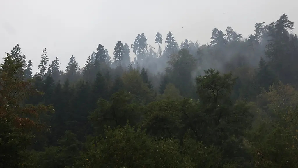 Mischwälder als Brandprävention