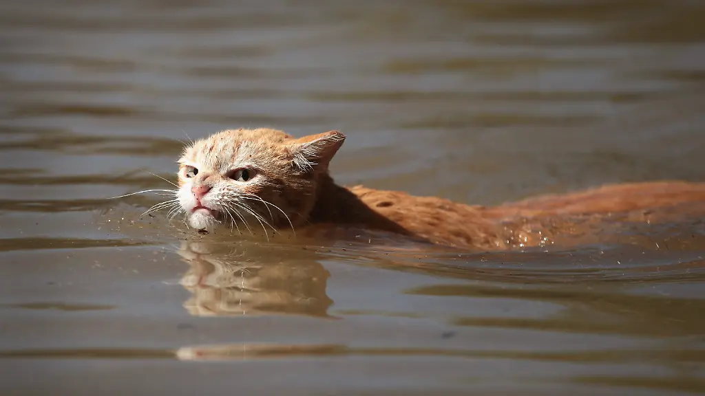 Wohnung in Baden-Baden durch Katze unter Wasser gesetzt