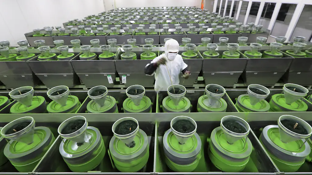 Japans Lebensmittelexporte auf Rekordniveau durch Matcha-Boom