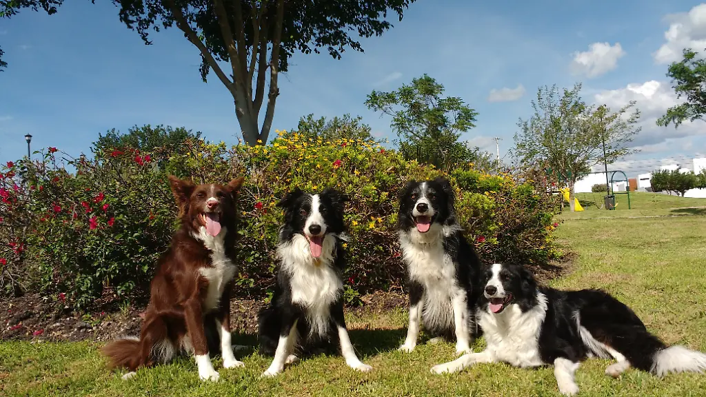 Hunde erkennen menschliche Gesichtsausdrücke