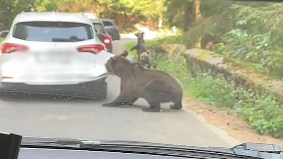 Braunbär greift Auto in Rumänien an