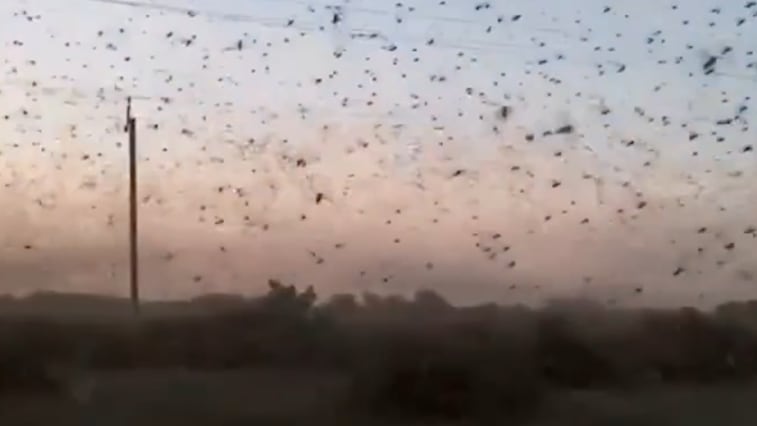 Heuschrecken-Invasion in Russland: Schwärme verdunkeln den Himmel