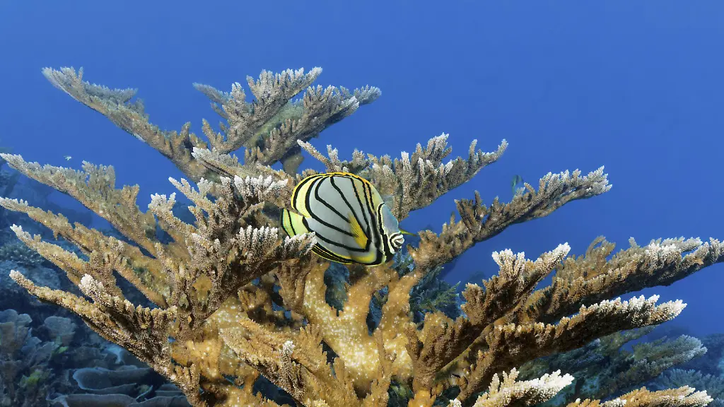 Sommermonsun rettet Great Barrier Reef vor Korallenbleiche