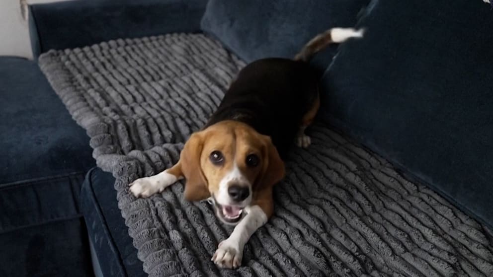Erfolgreiche Züchtung allergikerfreundlicher Hunde