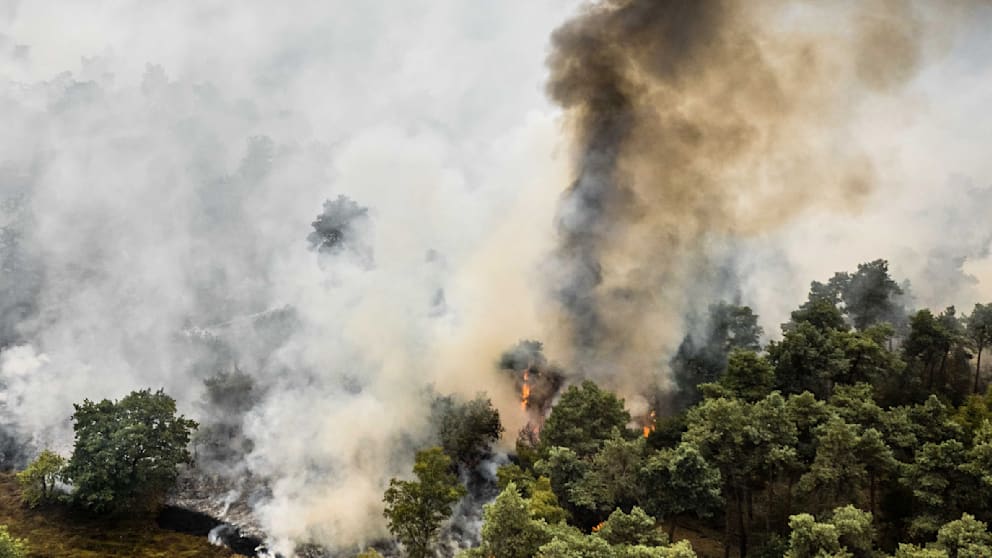 Flammen-Alarm: Waldbrand an der deutschen Grenze