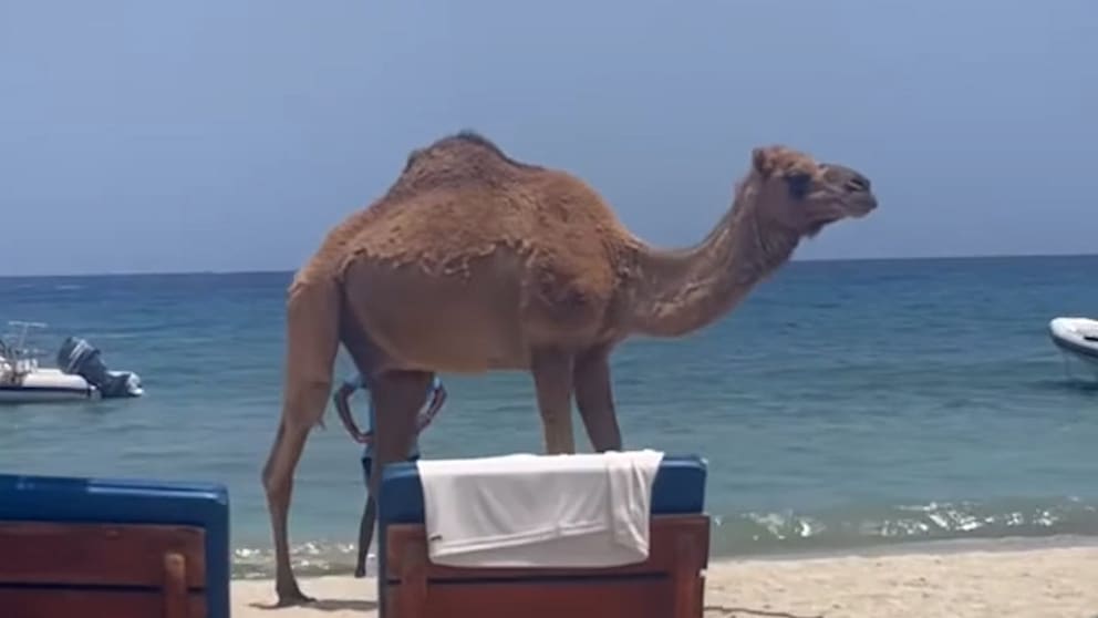 Dromedar sorgt für Aufruhr am Strand