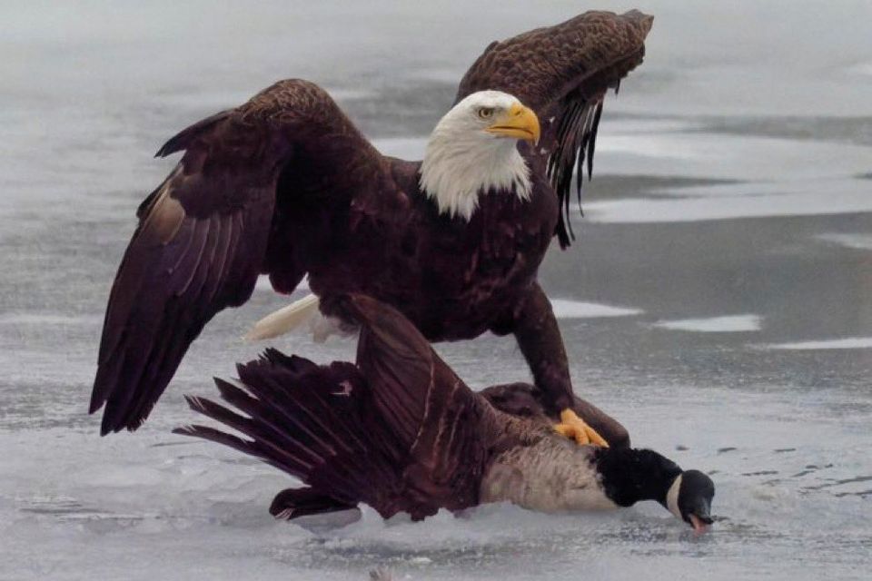 Trump nutzte Weißkopfseeadler-Bild für politische Botschaft