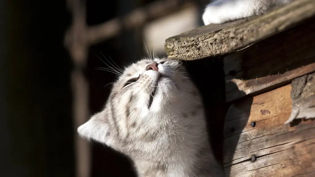 Katzen erkennen Artgenossen an Urin-Duftmarken