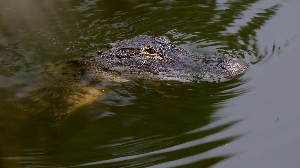 Frau überlebt Alligatorangriff im Silver River