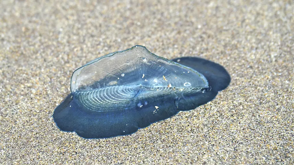 Subtropische Segelqualle erstmals in Deutschland gesichtet