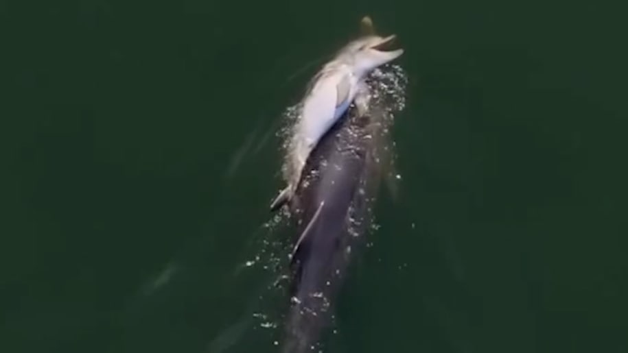 Delfin-Mama trägt totes Kalb durchs Meer: Ein bewegender Abschied