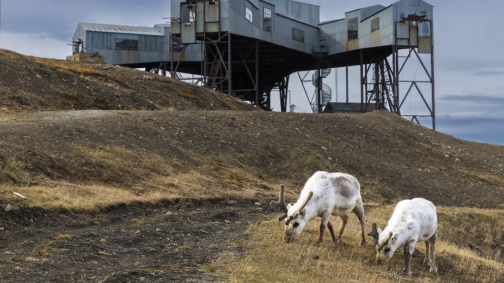 Untersuchung Mysteriöser Rentier-Todesfälle auf Spitzbergen