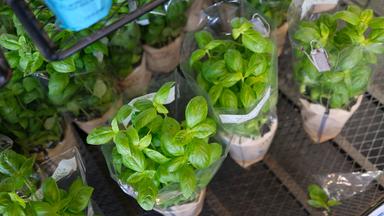 Kräuter für Balkon, Terrasse und Garten: Tipps zur Pflege und Nutzung