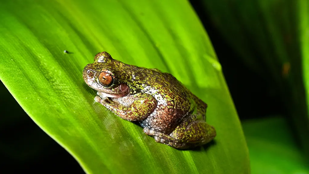 Nachtaktiver ‚Kaffeefrosch‘ in Costa Rica entdeckt
