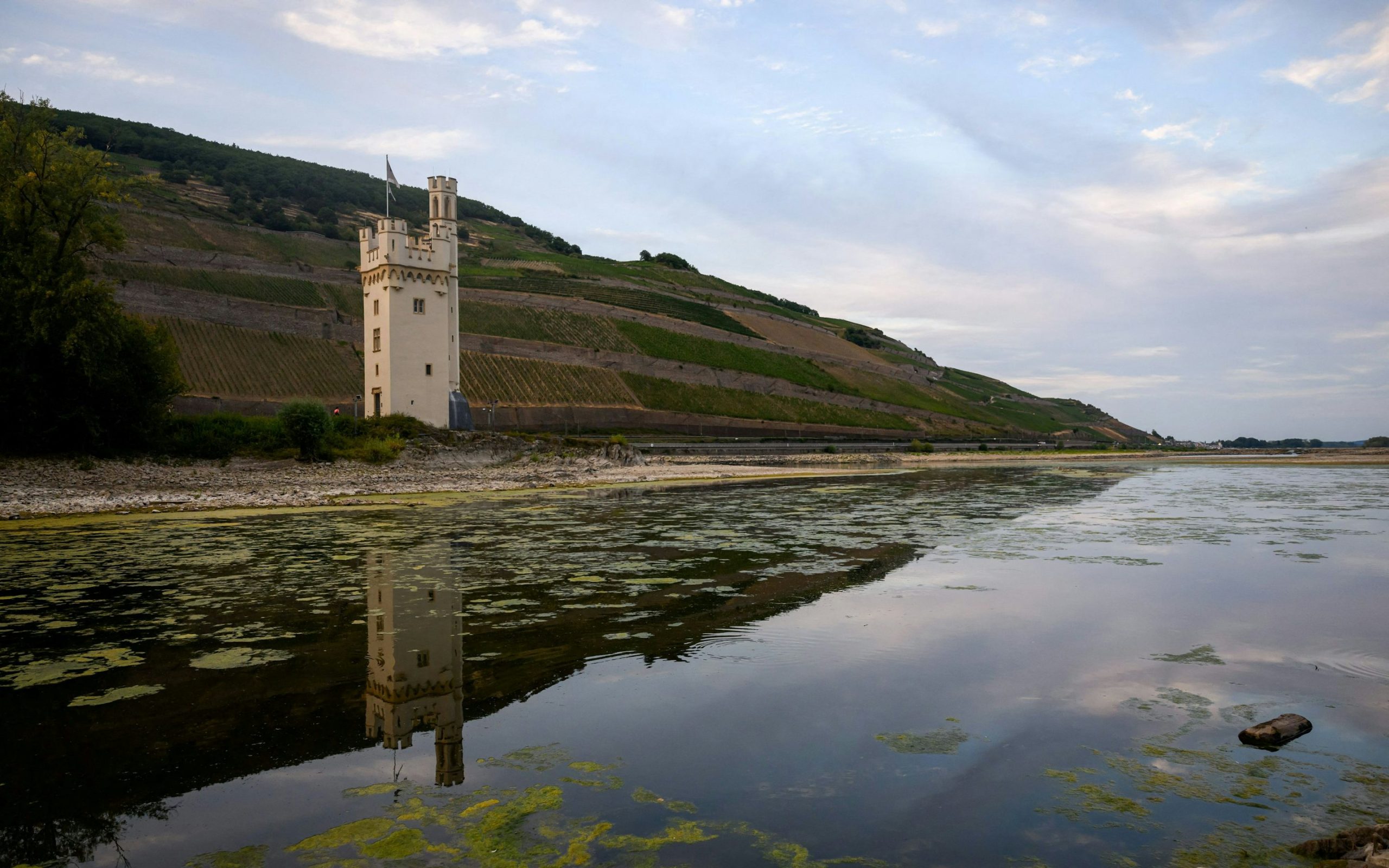 Auswirkungen der niedrigen Wasserstände am Rhein im August 2026