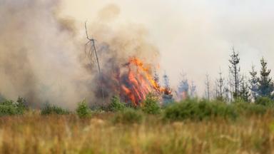 Waldbrände in Belgien und Deutschland: Ein Überblick