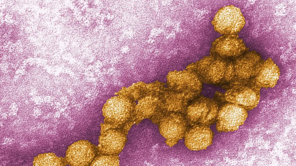 Steigende West-Nil-Virus-Fälle in Nordmazedonien während des heißen Sommers