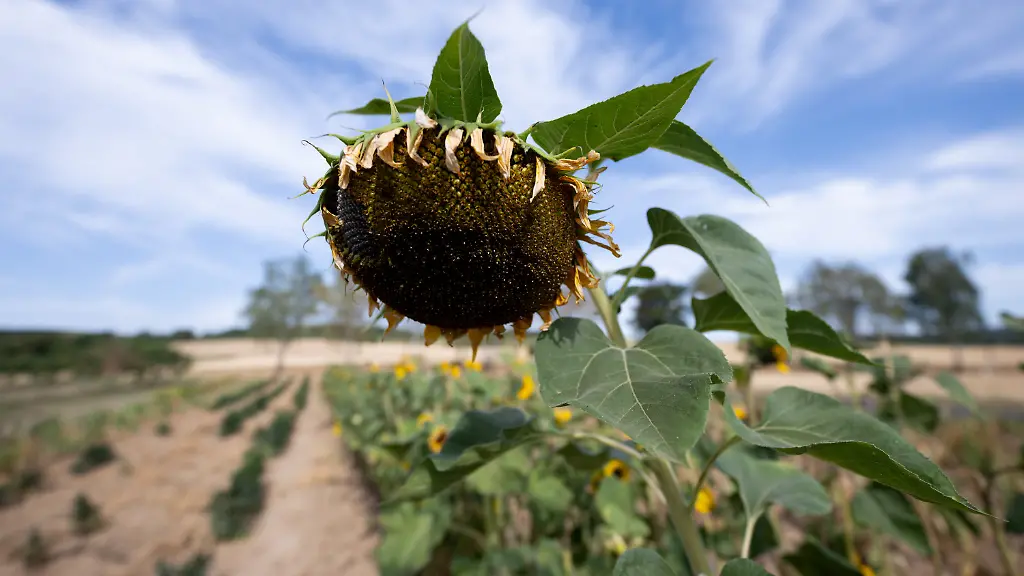 Temperatur- und Niedrigwasserrekorde in Westeuropa