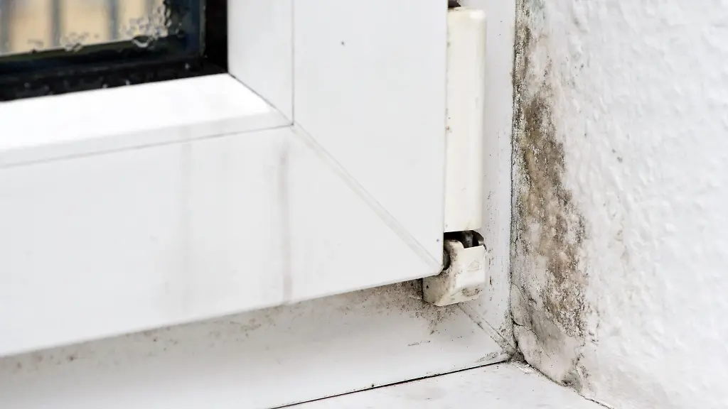 Schimmel in der Wohnung effektiv bekämpfen