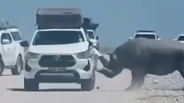 Aggressives Nashorn greift Safari-Fahrzeug in Namibia an