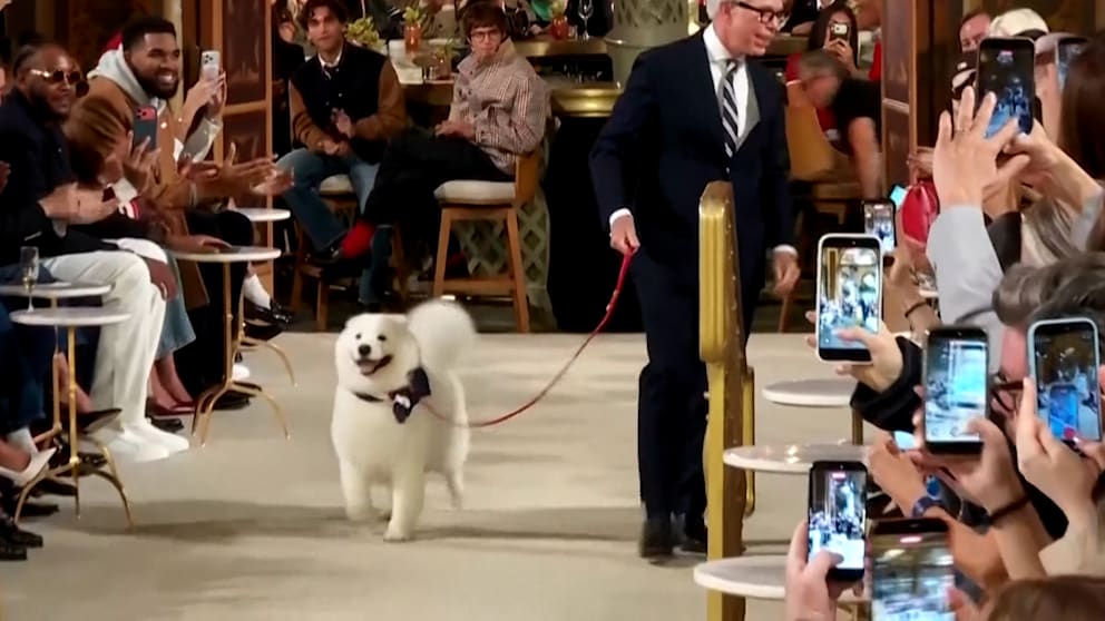 Hund stiehlt die Show bei Tommy Hilfiger in New York