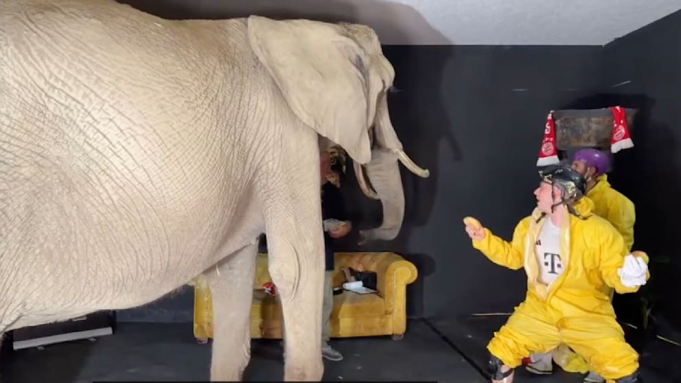 Tierschützer kritisieren Misshandlung von Elefanten durch Streamer