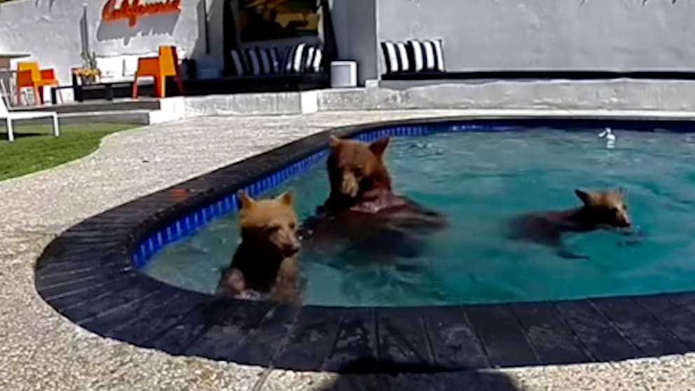 Tierische Poolbesucher in Kalifornien: Badespaß für Bärenfamilie