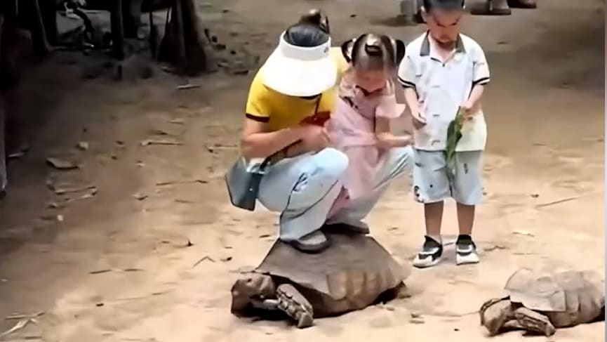 Vorwürfe der Tierquälerei im chinesischen Zoo