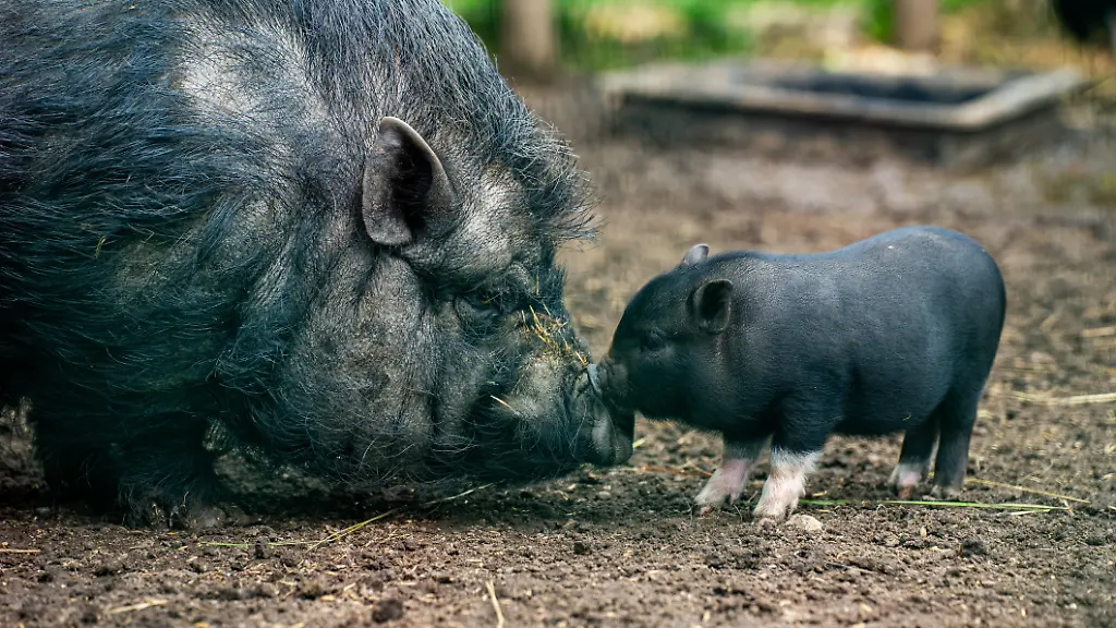 Gericht verbietet Schweinehaltung in Altbauwohnung