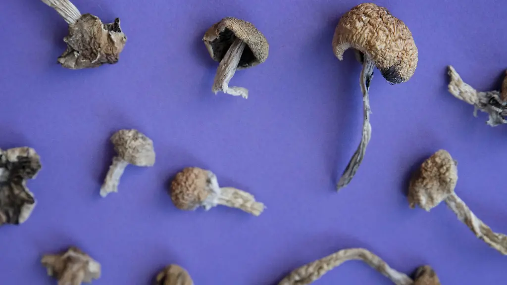 Überraschende Wirkung von Psilocybin bei Chemotherapie