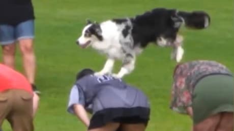 Neuer Weltrekord durch Australian Shepherd