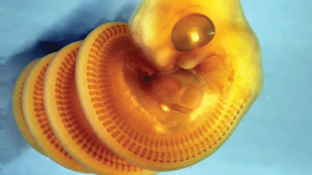 Geheimnis um Schlangen-Embryos entschlüsselt
