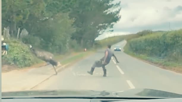 Kurioser Kampf zwischen Emu und Mann auf englischer Landstraße