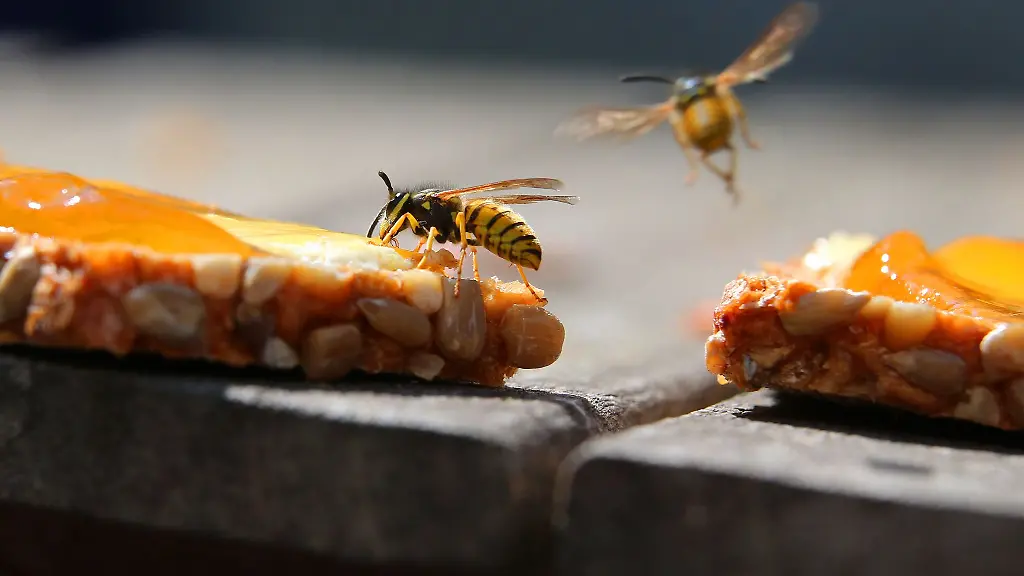 Erste Hilfe bei Bienen- und Wespenstichen: So handeln Sie richtig