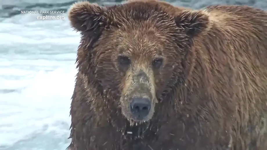 Die fette Bär-Saison in Alaska beginnt