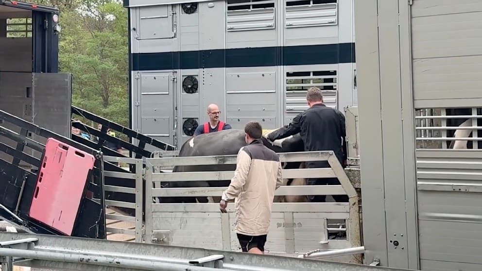 Viehtransporter auf der A5 in Brand: Ursache war ein geplatzter Reifen