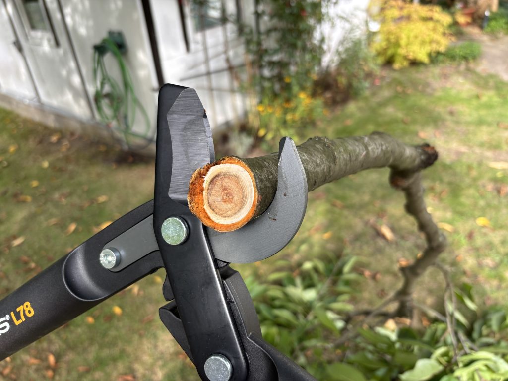 Astscheren: Tests und Empfehlungen für den Herbst